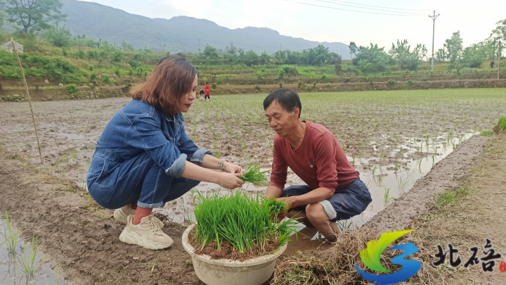 谷雨时节，抢抓农时——网友热议科技助力下的春耕新图景