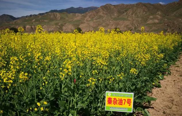 科研人员加快示范推广高产高油短生育期油菜品种