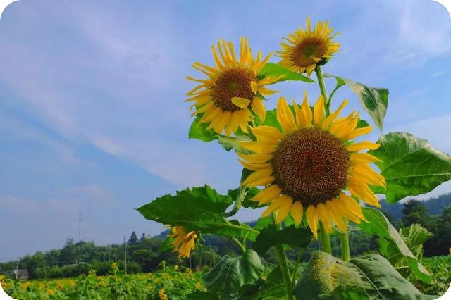 ST中泰大宗交易成交50.00万股 成交额225.00万元